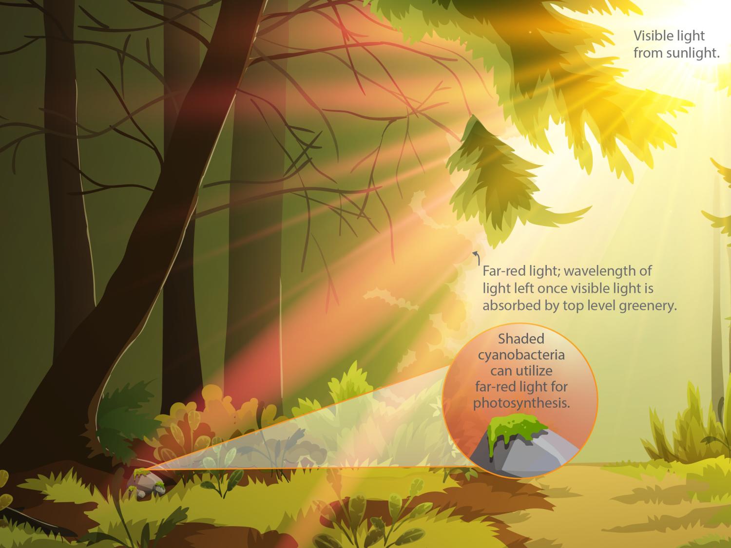 Cartoon demonstrating cyanobacteria photosynthesis