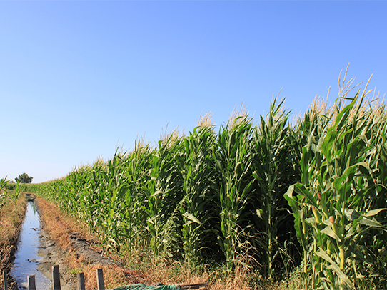 Field of corn next to the field's drainage system ditch