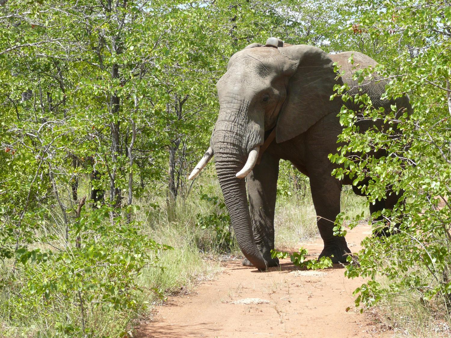 elephant