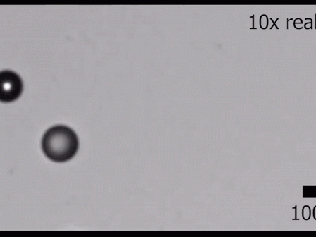 Oil droplet predator chases oil droplet prey