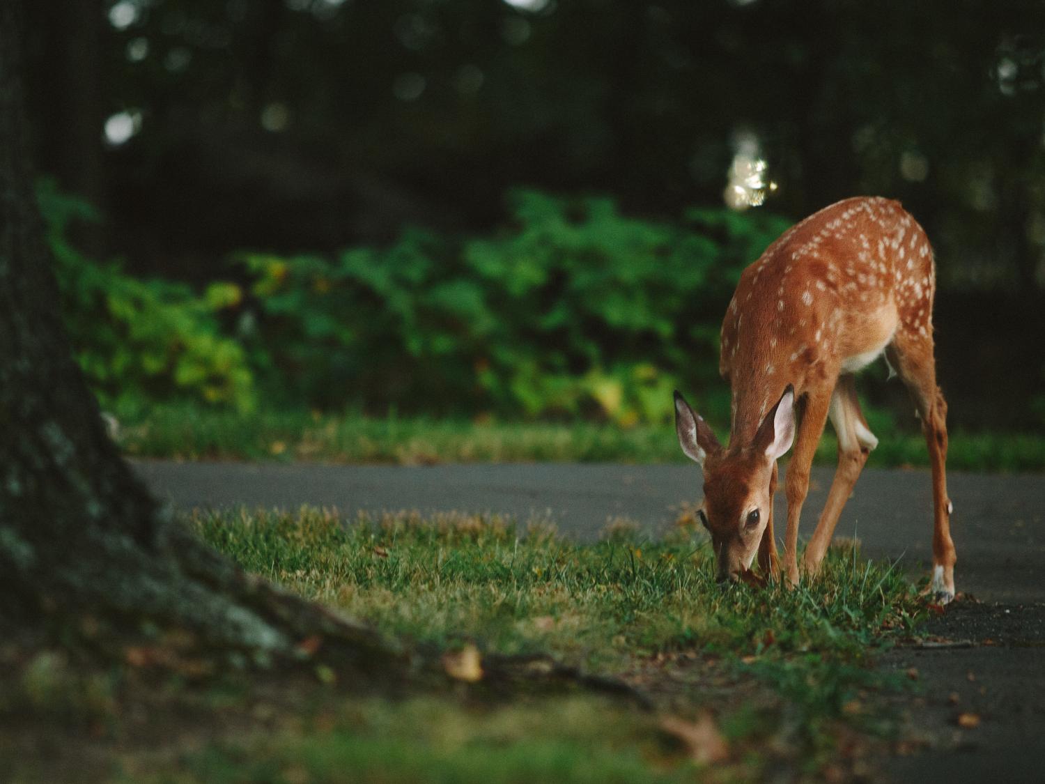 A White-tailed deer fawn eats grass