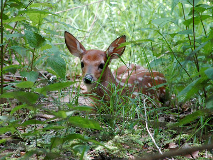 fawn header