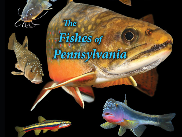 cover of Jay Stauffer book