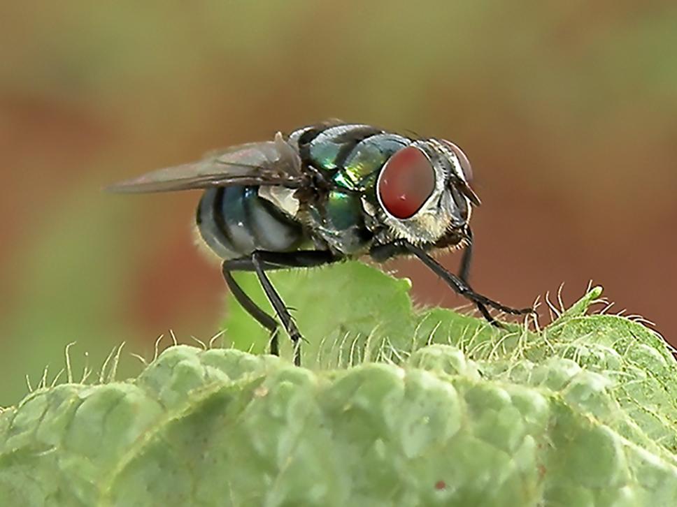 blowfly