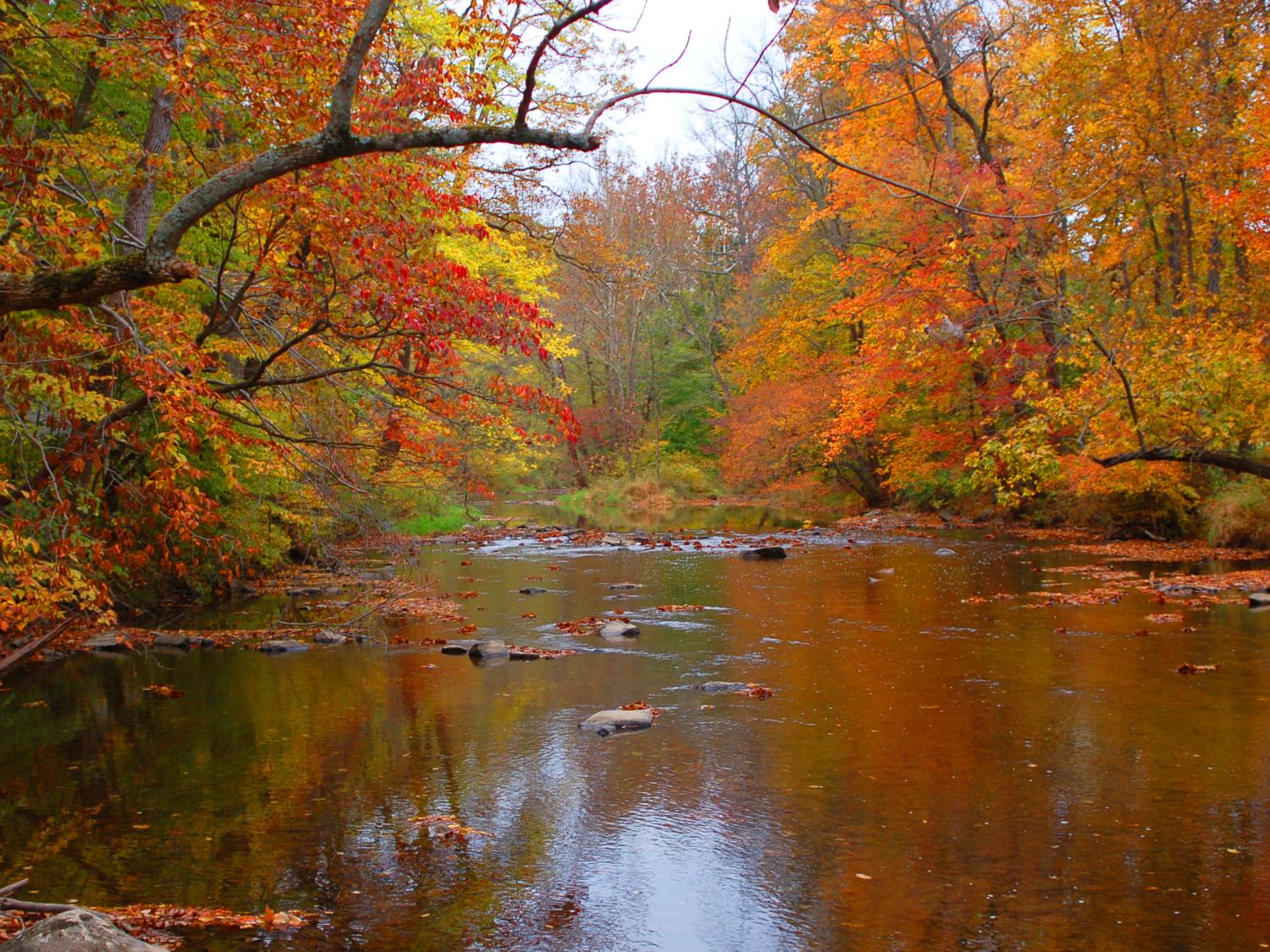 stream, bright leaves