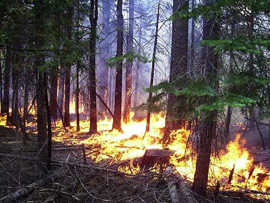 wildfire on a California forest floor