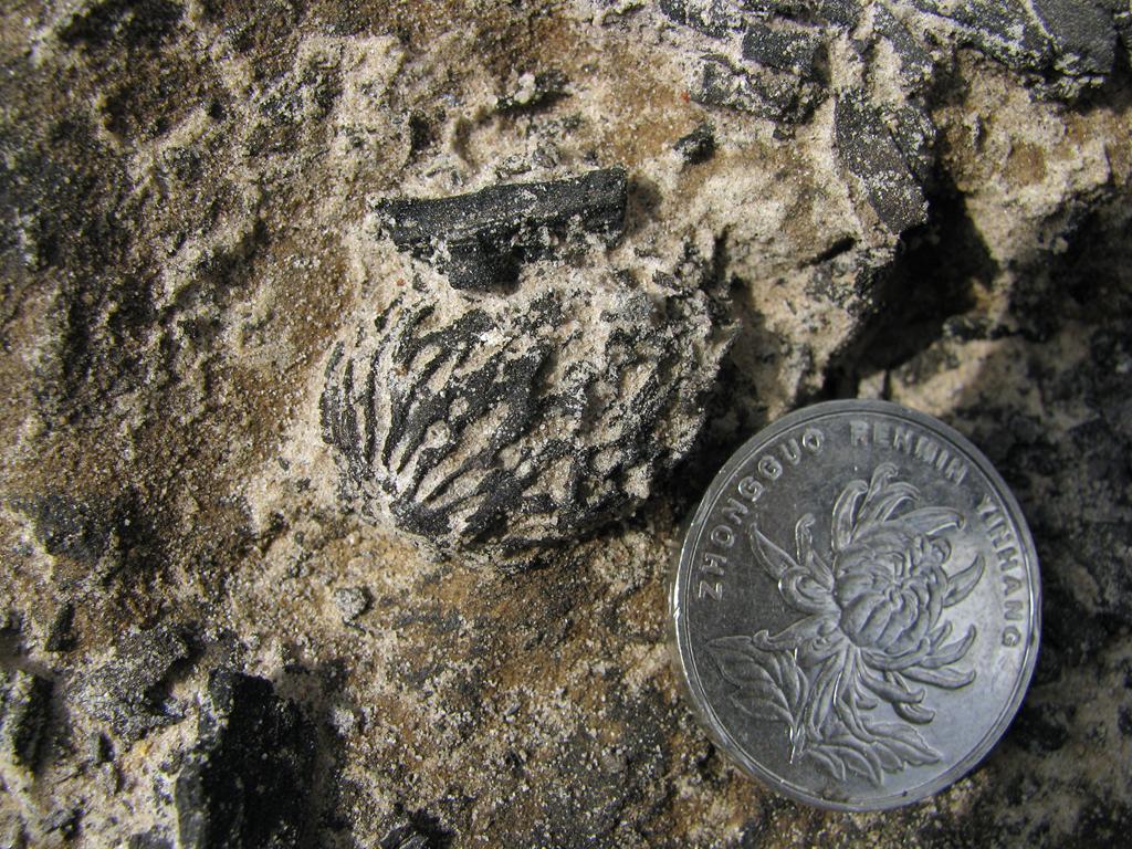 fossilized peach pit