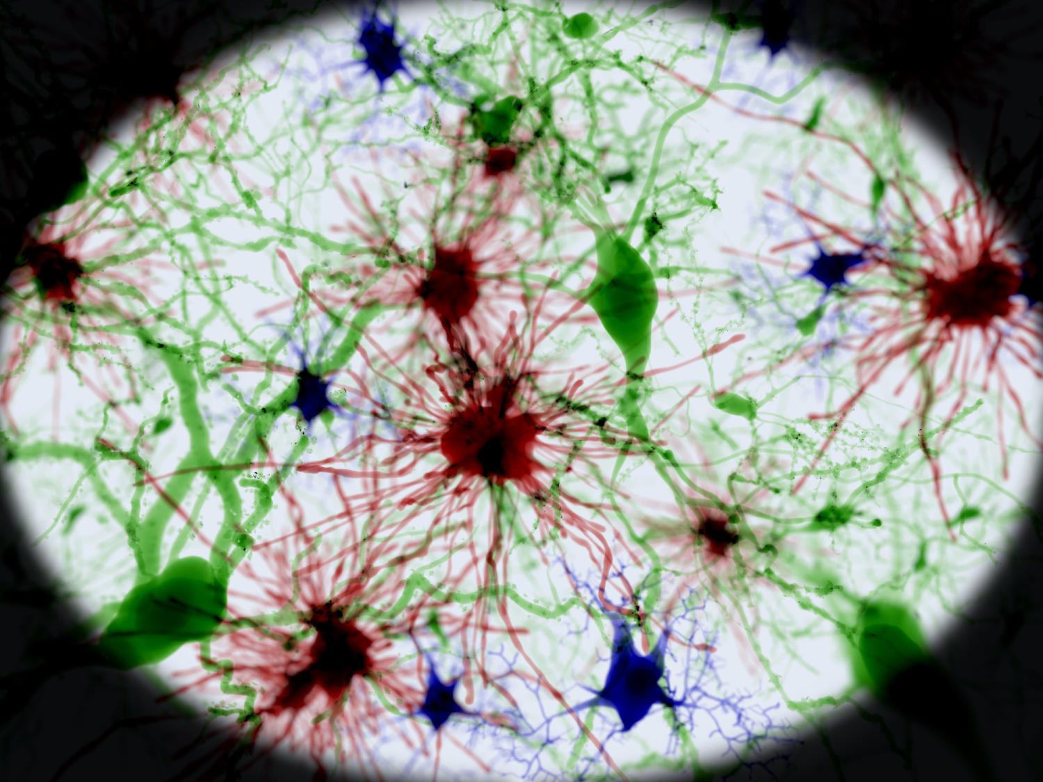 brain cell