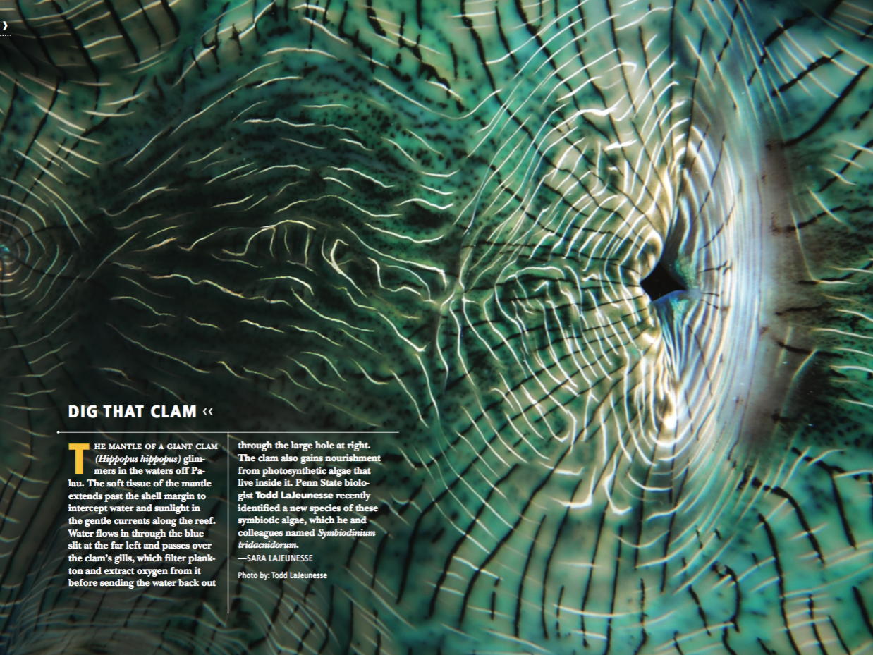 Giant clam