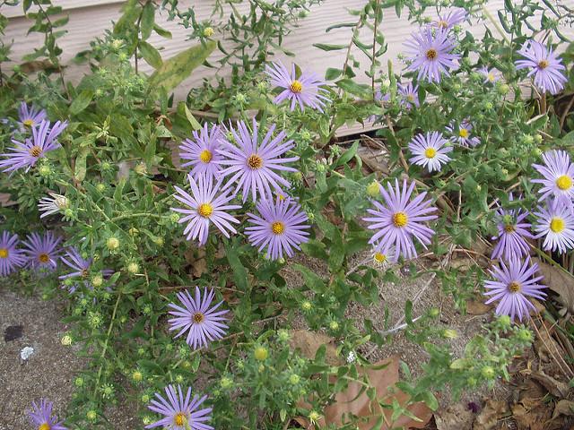Fall aster