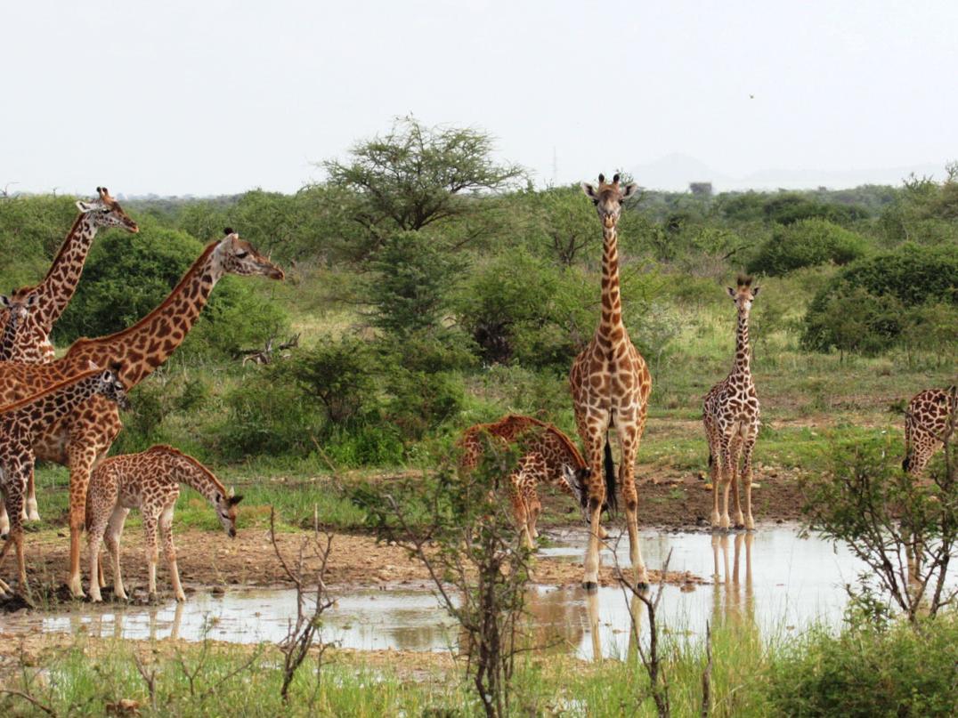 Giraffes at watering hole