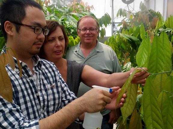 Yufan Zhang sprays glycerol foliar treatment.