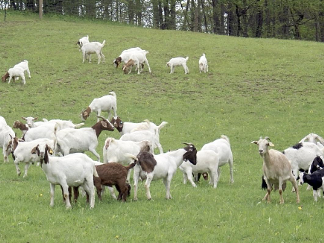 flock of goats