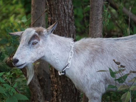 worms, goat