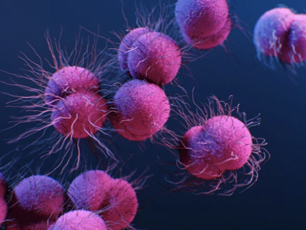 illustration of bacteria