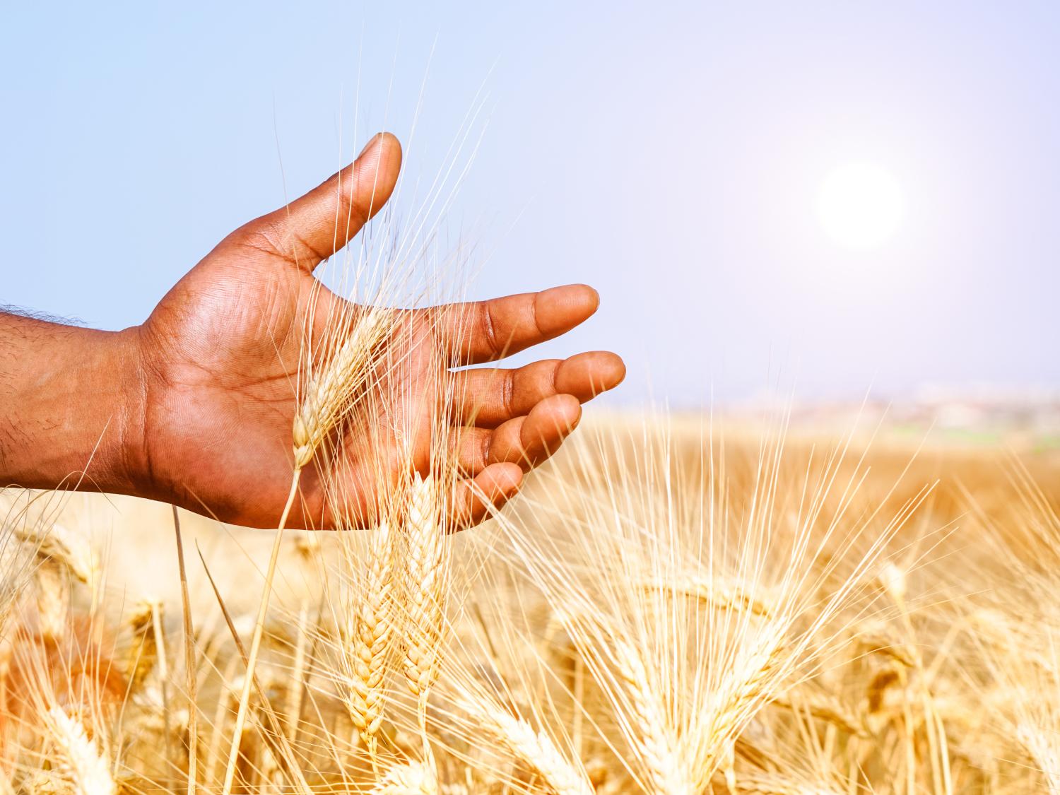 A farmer's hand in a field of grain