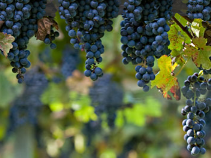wine grapes
