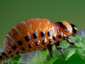 Colorado potato beetle larva