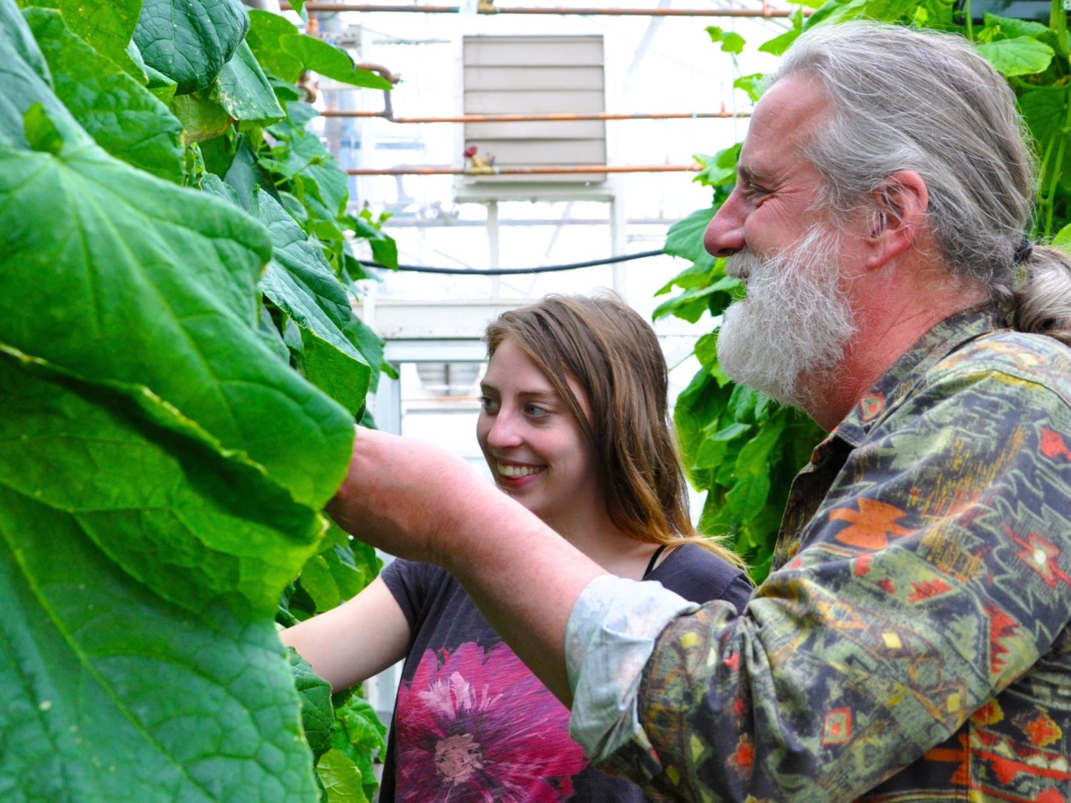 Robert Berghage, professor of horticulture, and a student care for cucumber plants in a greenhouse