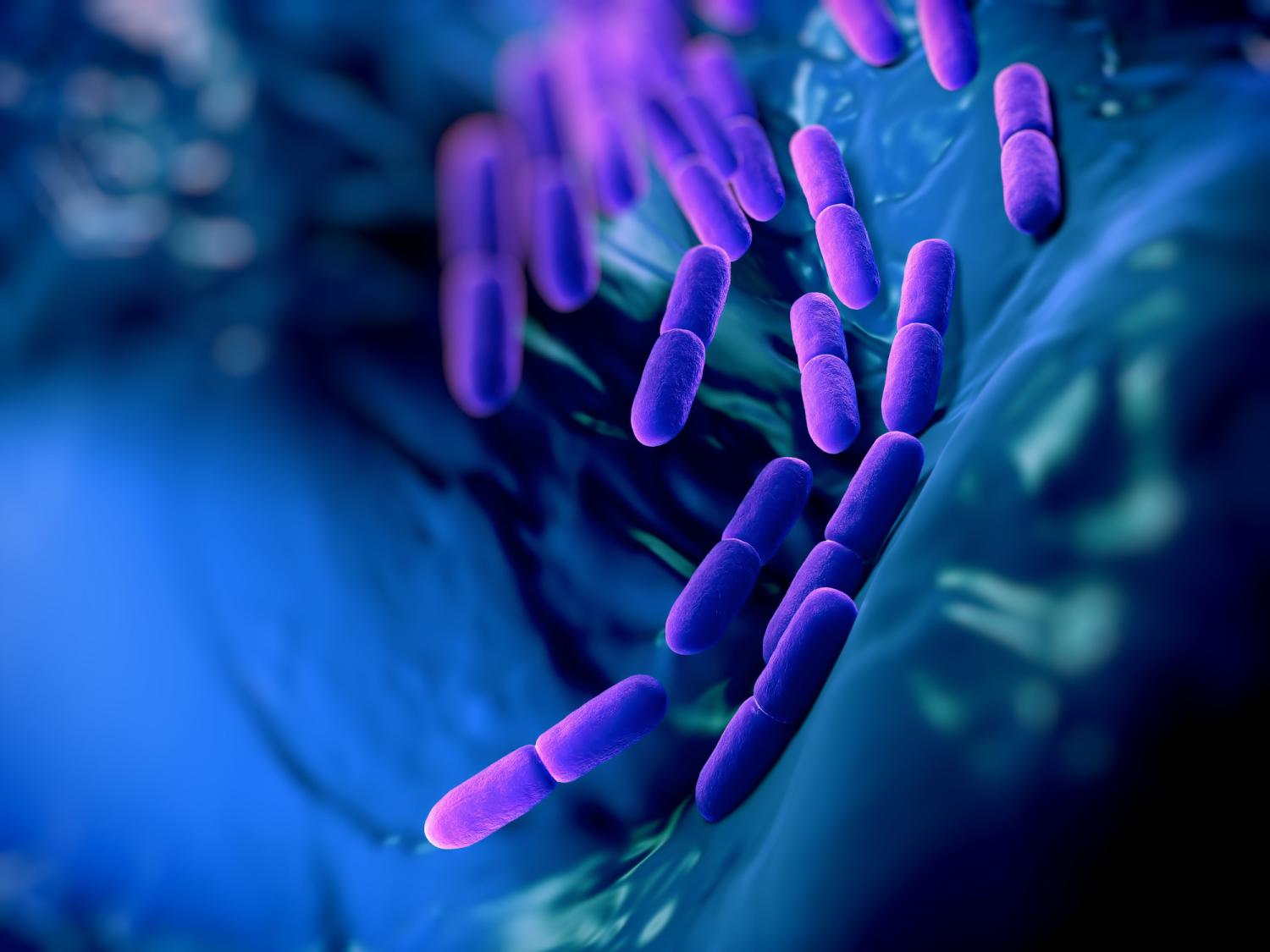 gut bacteria