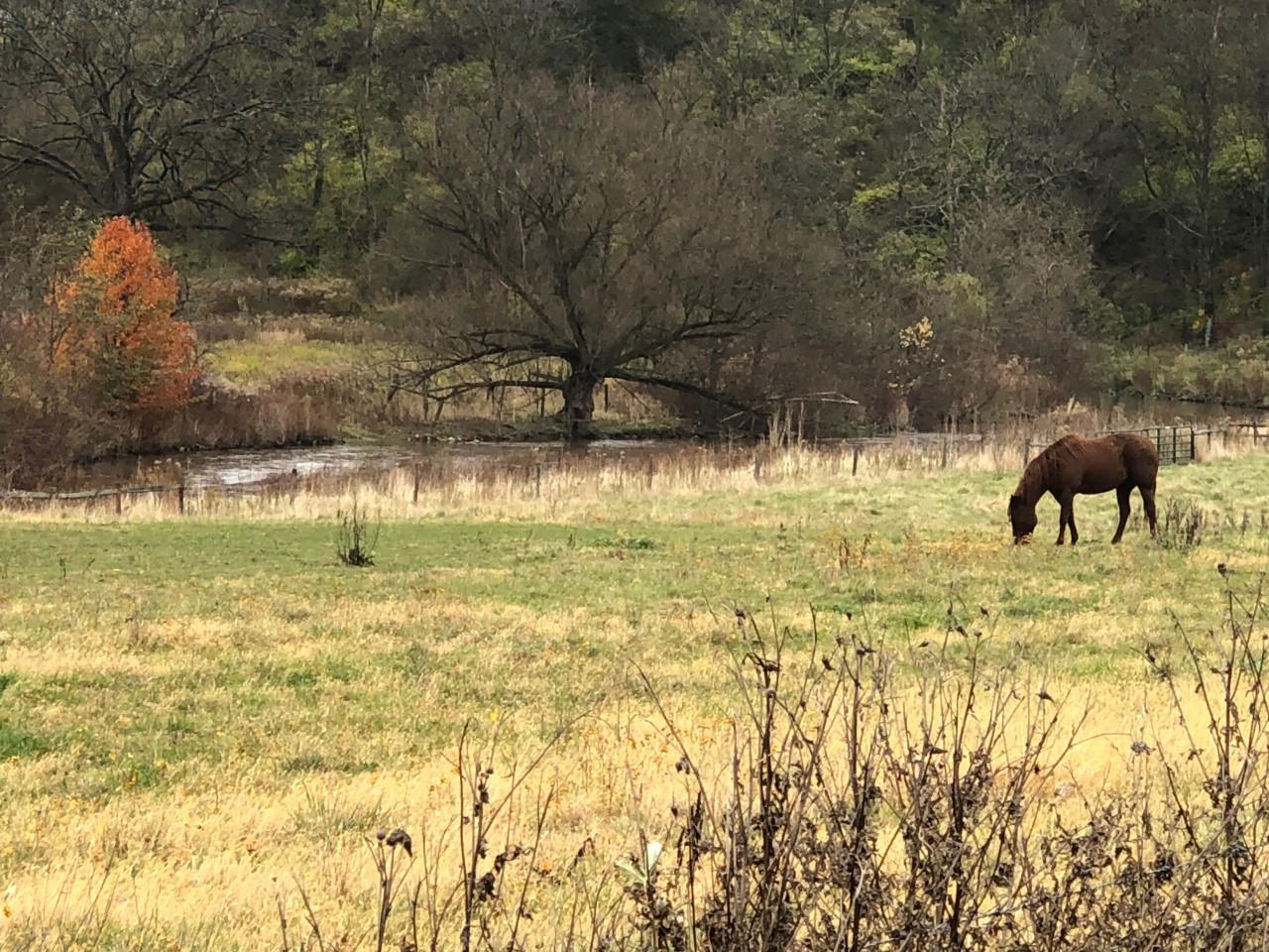 header, horse by stream