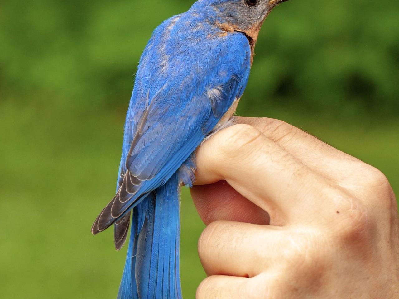 male bluebird Avery