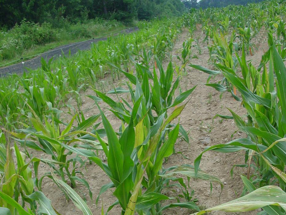 novel corn line header image