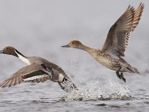 dabbling ducks