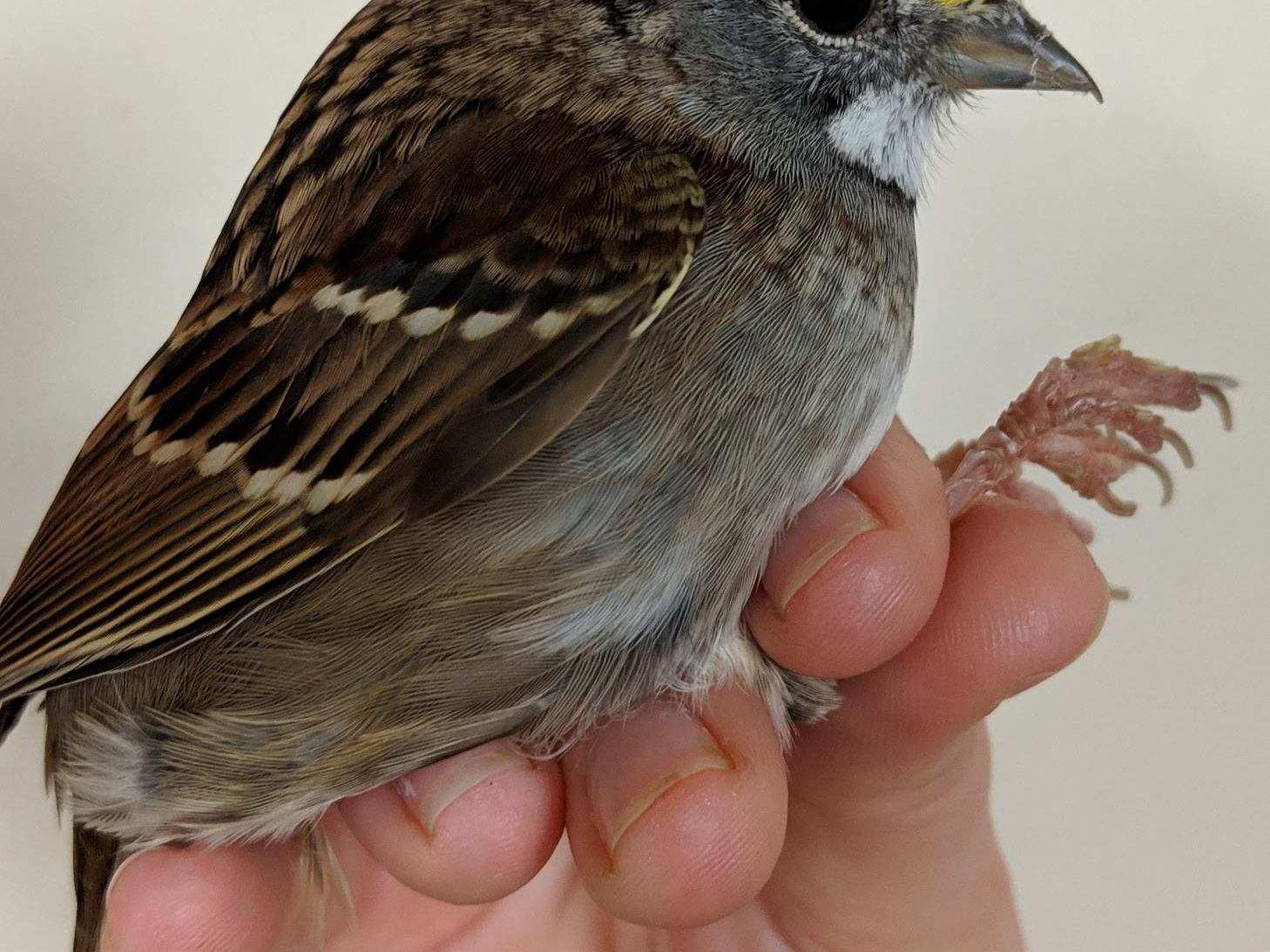 white-throated sparrow