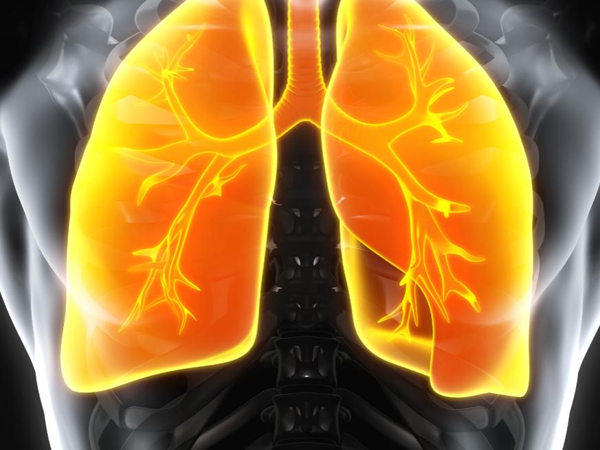 human lungs