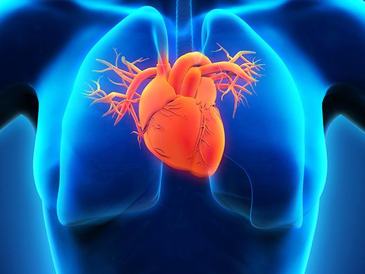 anatomy of human heart