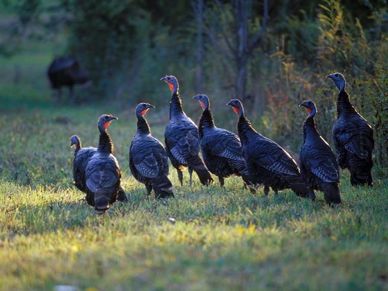 small flock of turkeys