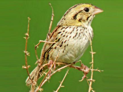 Henslow's sparrow