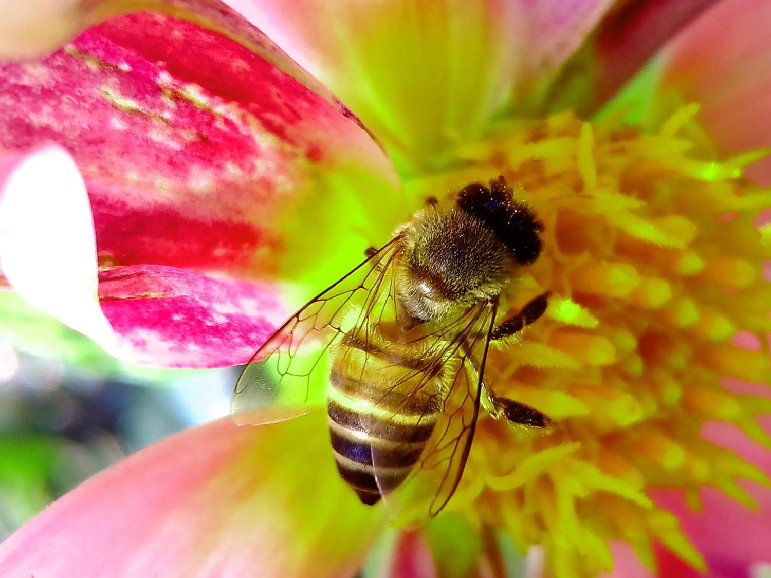 Honey bee on flower