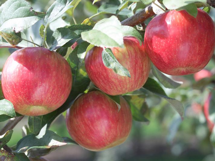 apples on tree