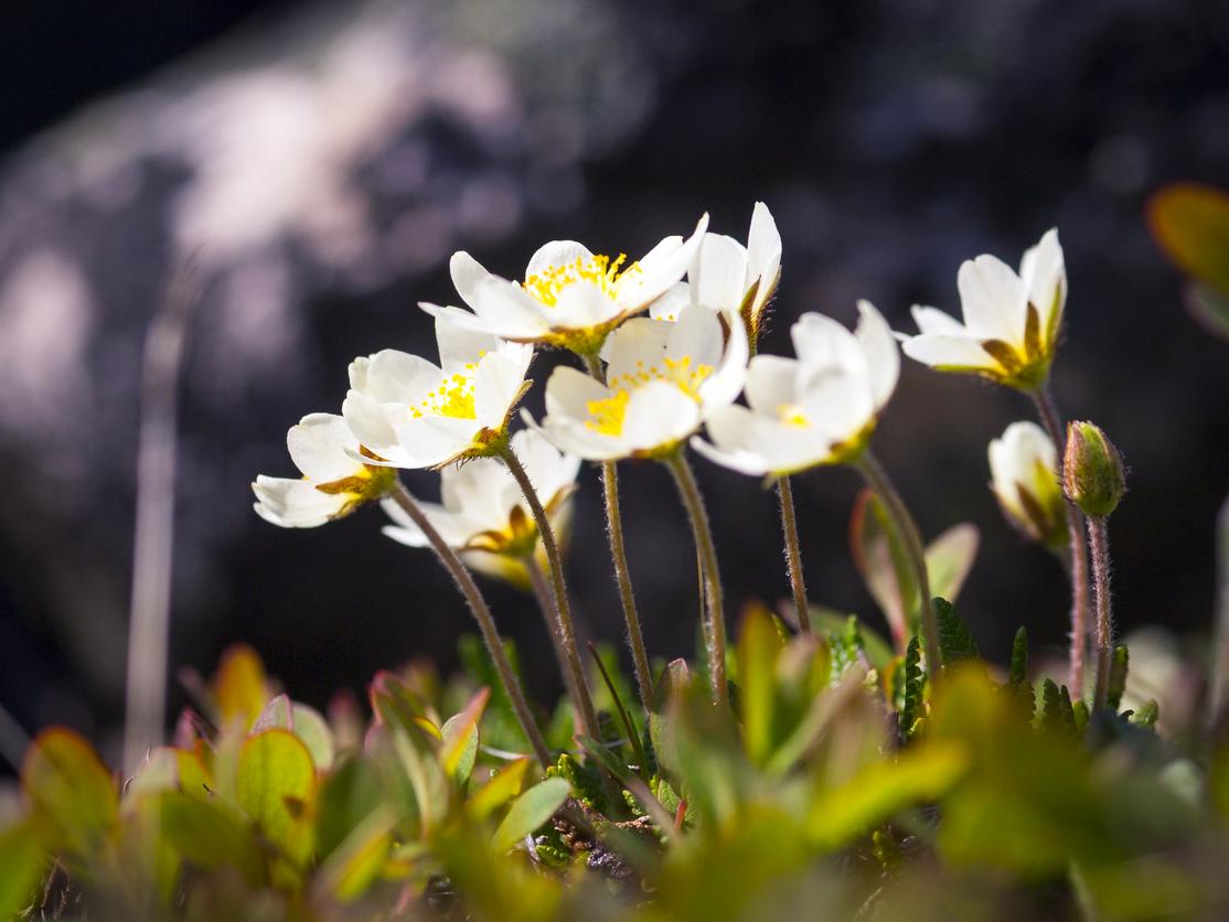 tundra flowers