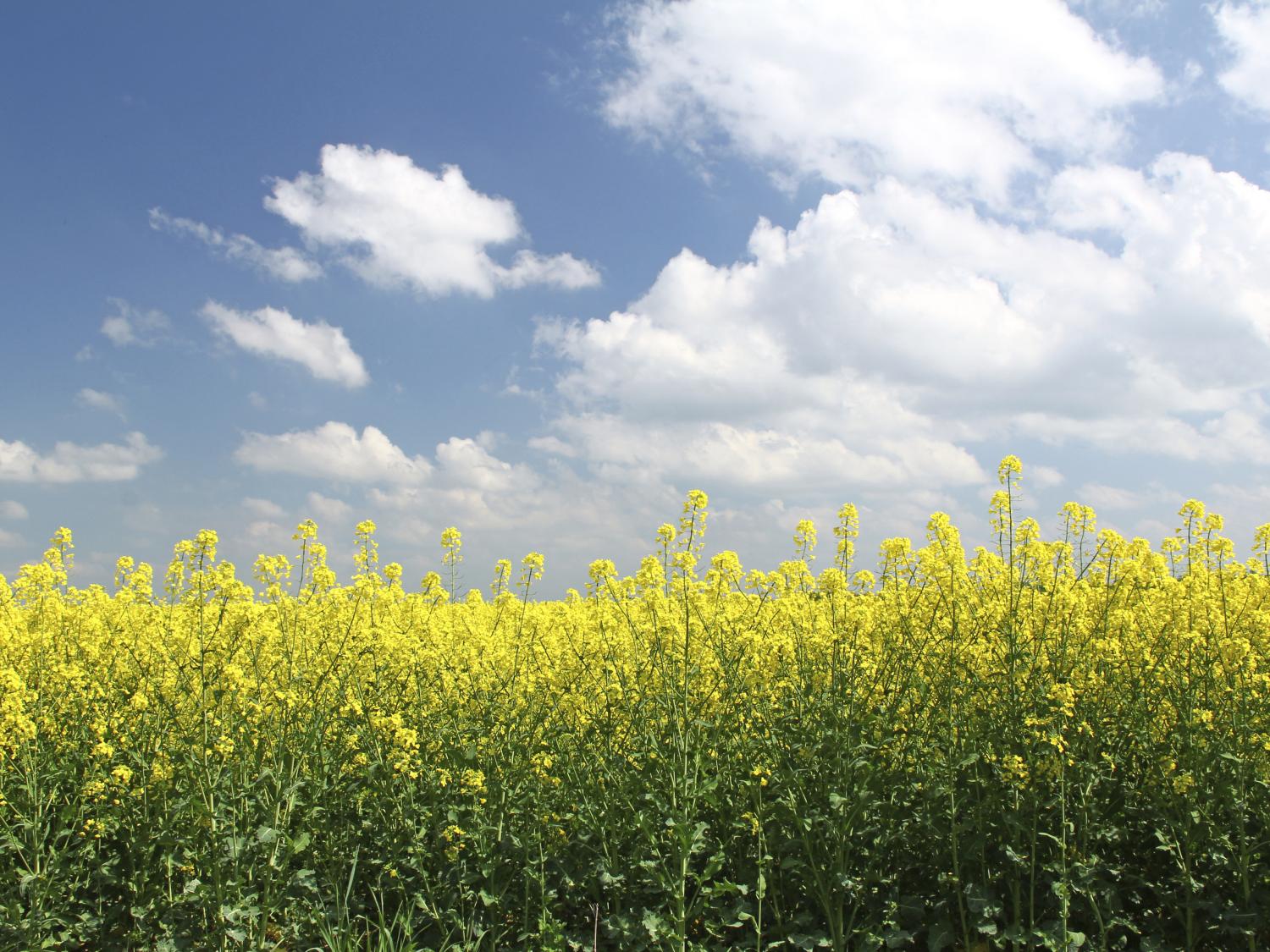 canola field