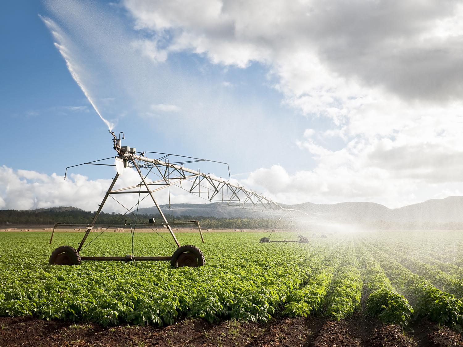 overhead water irrigation on crop field