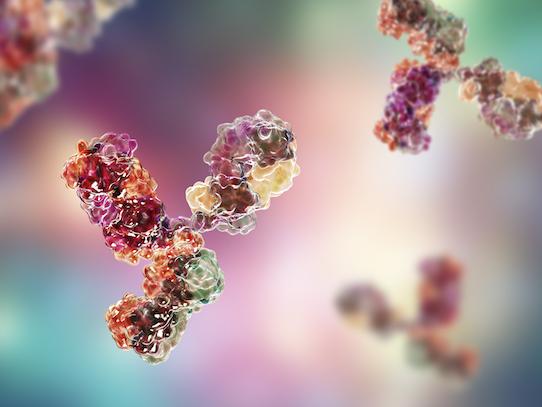 An illustration shows an antibody protein