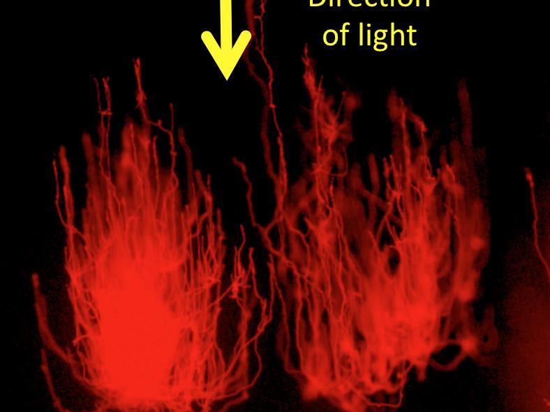 Fluorescence image of microcolonies