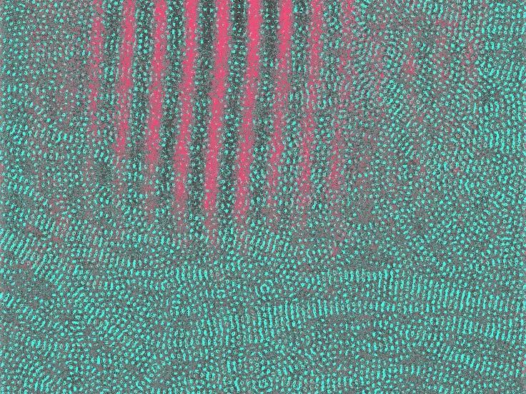 A false-color microscopy image shows parallel pink structures superimposed on many small blue cell-like structures.