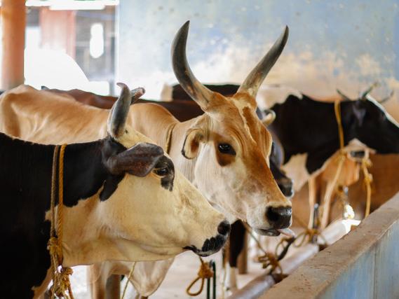 Cattle in India