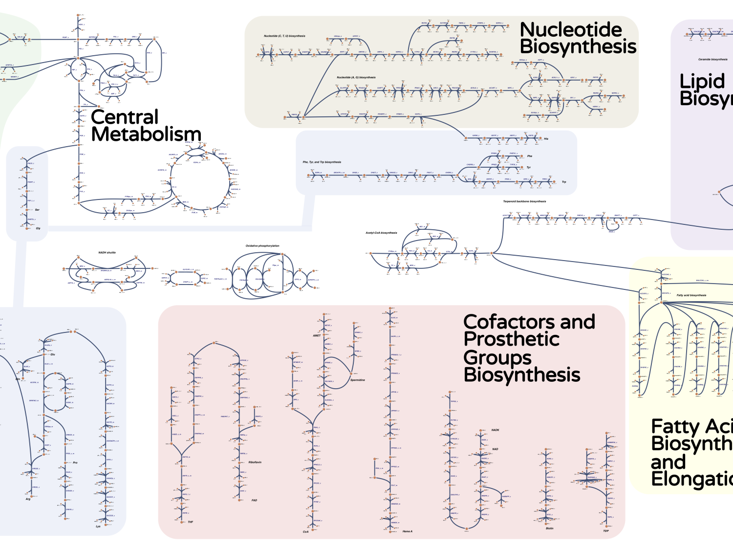 graphic showing various metabolic processes and their interaction