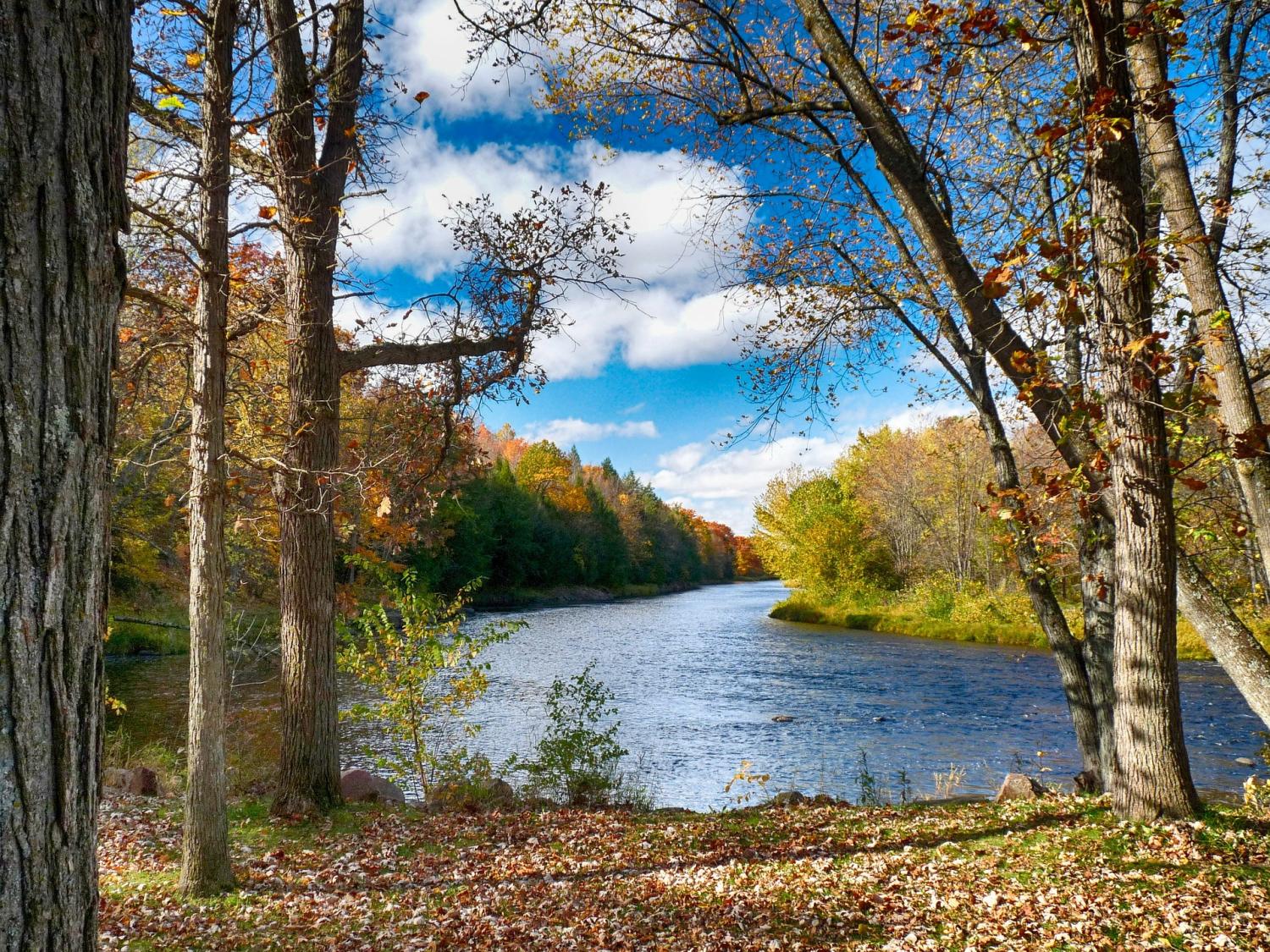 A river and forest