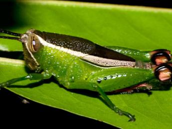 katydid