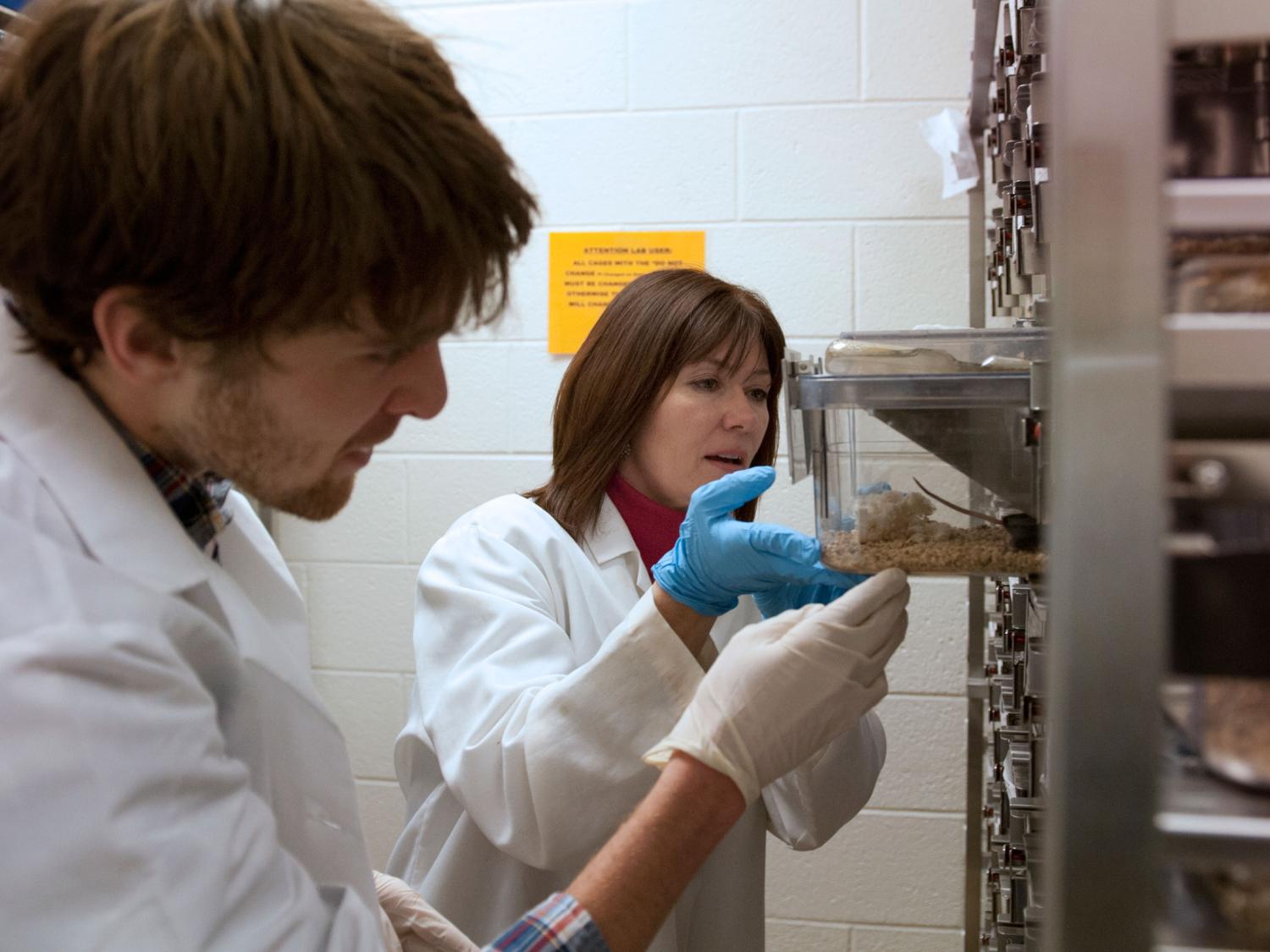 two researchers checking on a lab rat