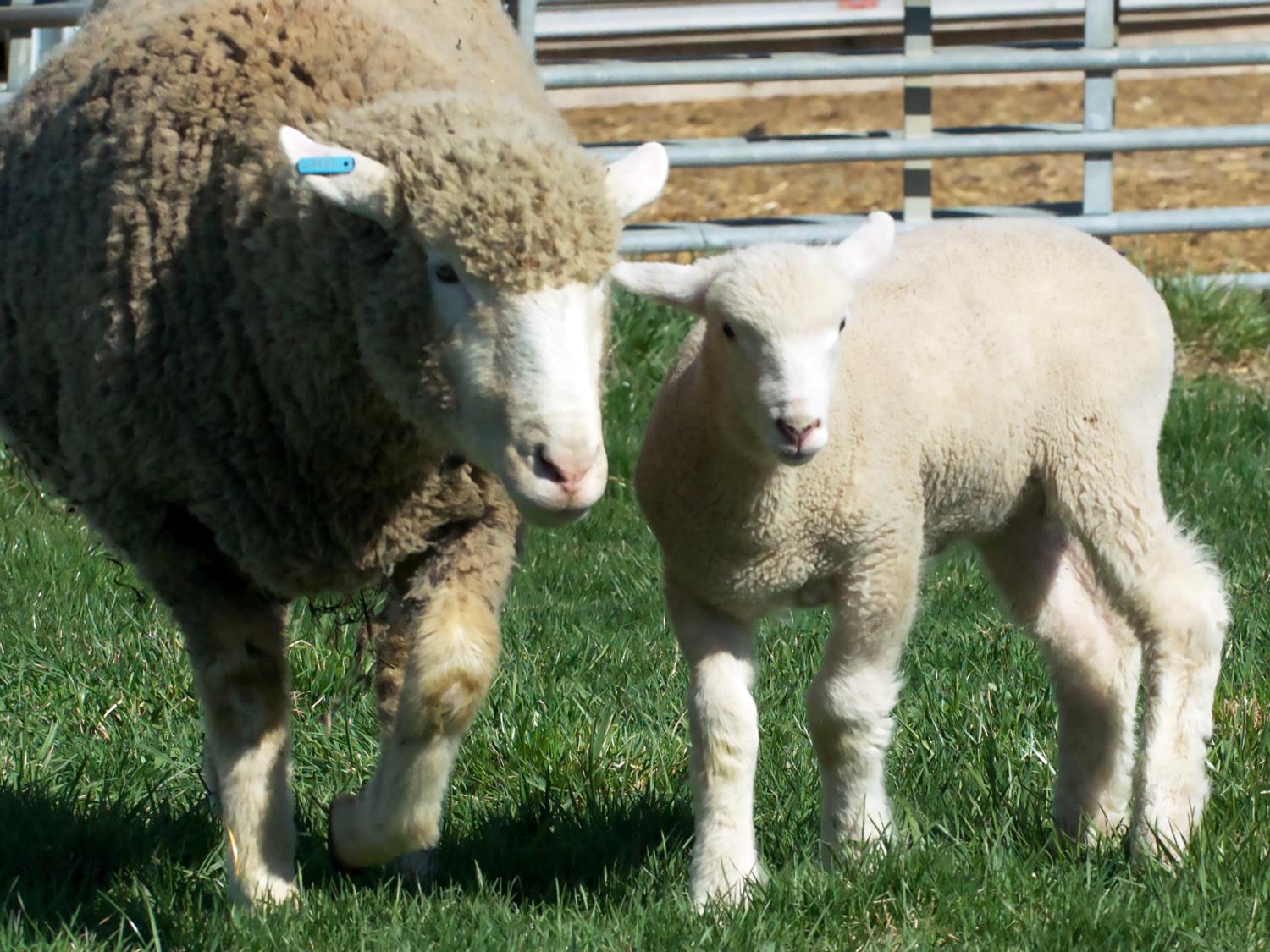 lamb with mom