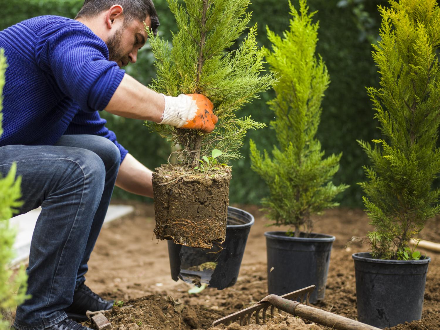 guy planting shrubs