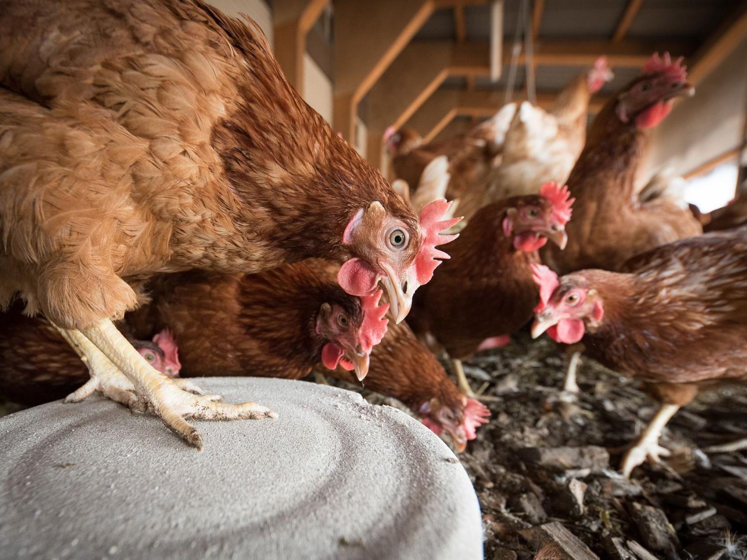 Cage-free hen houses pic