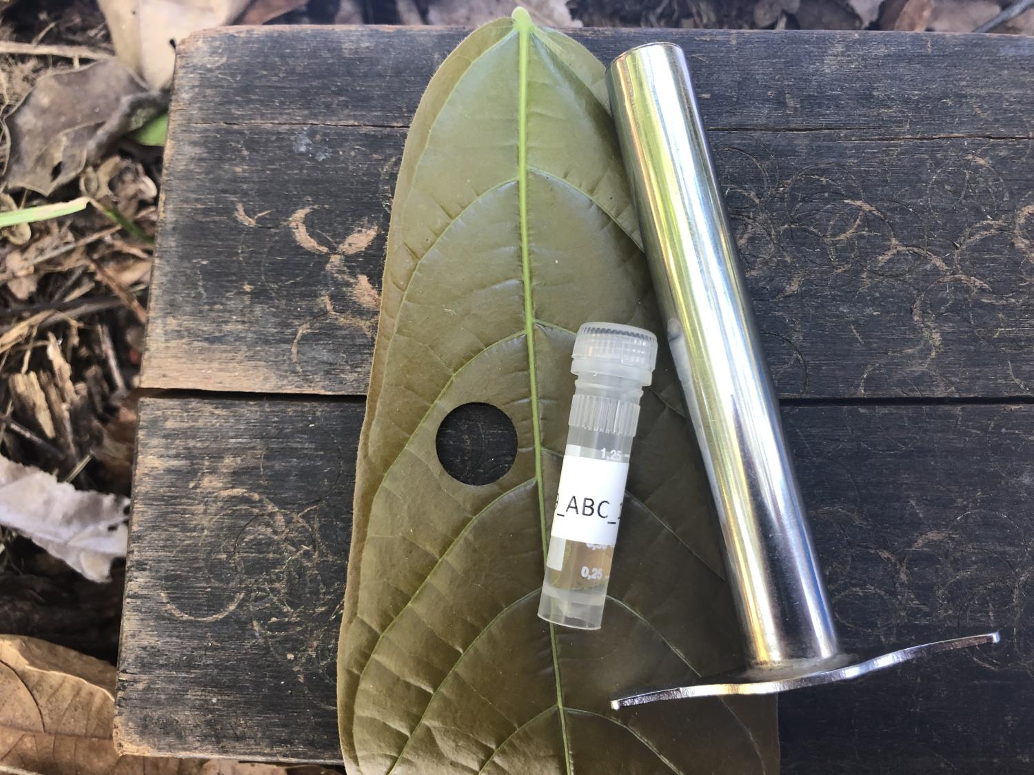 from cacao